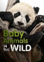 Детеныши в дикой природе/Baby animals in the wild